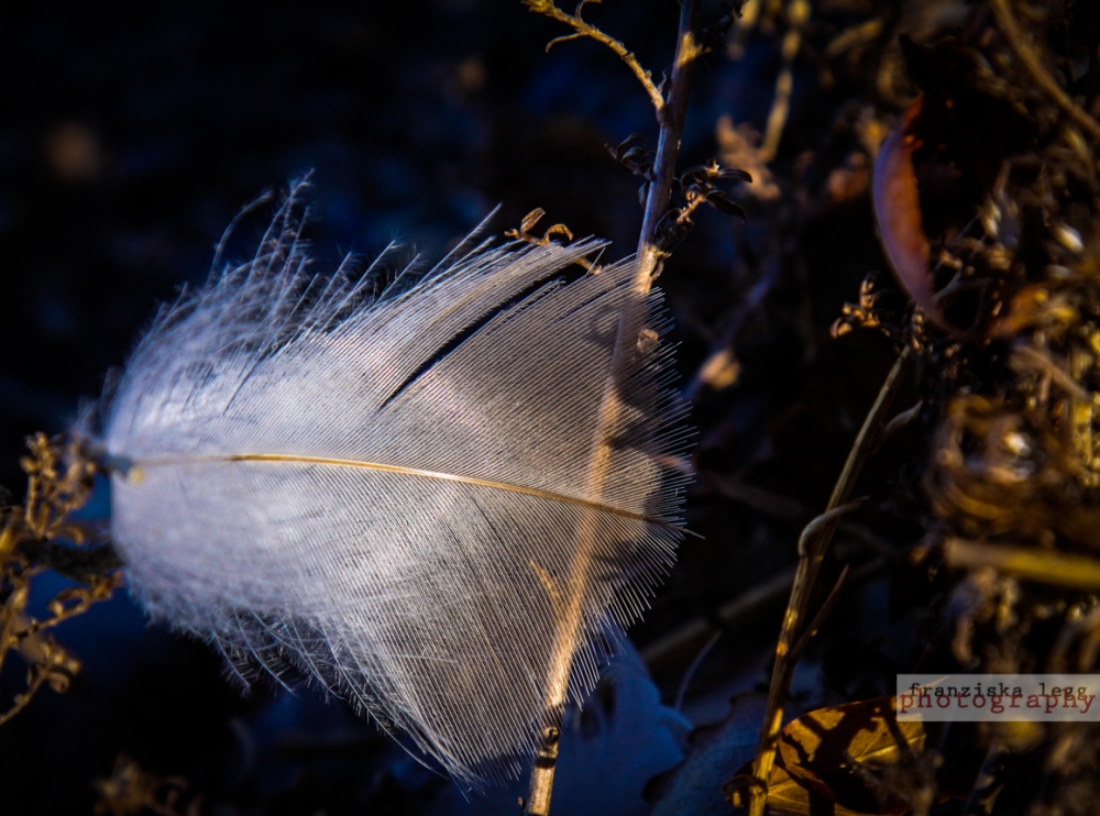 feather (1 of 1)